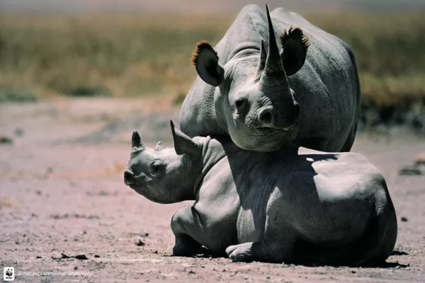 New Zimbabwe Wildlife Leadership Program Will Focus on Rhino Conservation