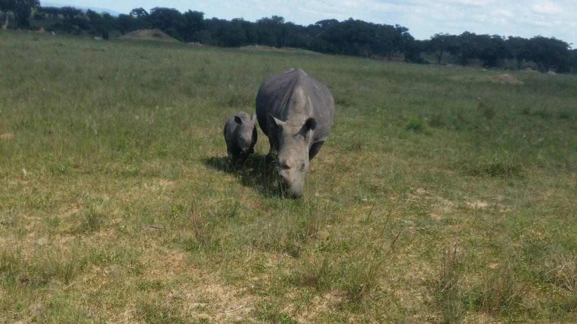 Imire: Conserving rhinos, wildlife and ploughing back to the community