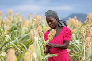 From Seeds to Sustainability: Climate-Smart Agriculture Takes Root in Southern Zimbabwe
