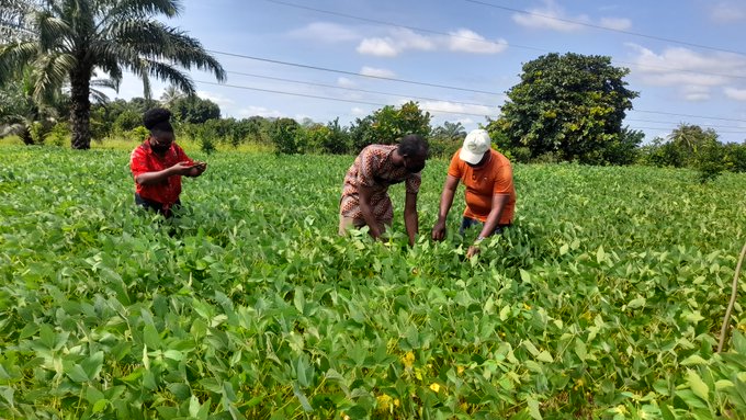 The knowledge economy is redefining the meaning of agricultural extension