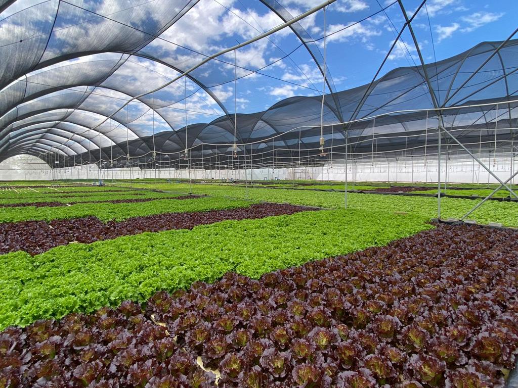 Integrated Aquaculture (Pty) Limited and Desert-foods International GmbH launch aquaponics project