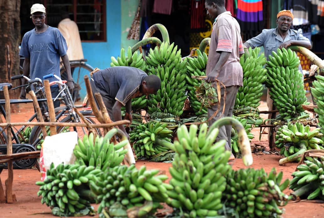 Banana Fusarium wilt Tropical Race 4: a damaging disease threatening banana production in Southern Africa and beyond