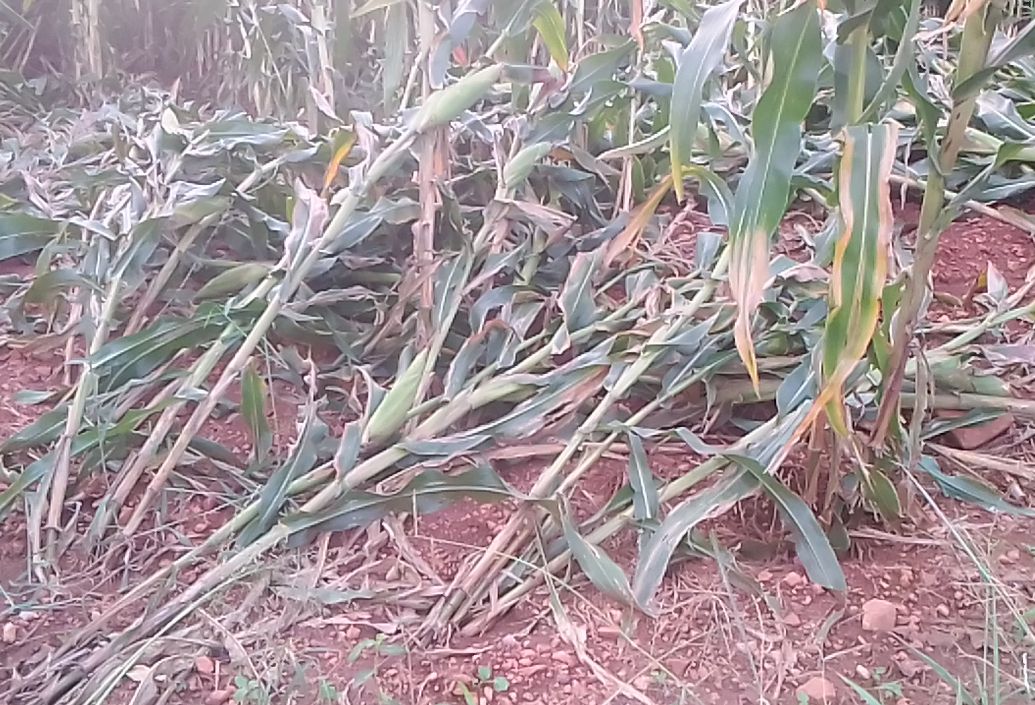 Banket peri-urban farmers count heavy rains-induced losses