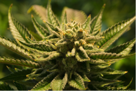 Top 5 Cannabis Strains for the Treatment of Chronic Pain