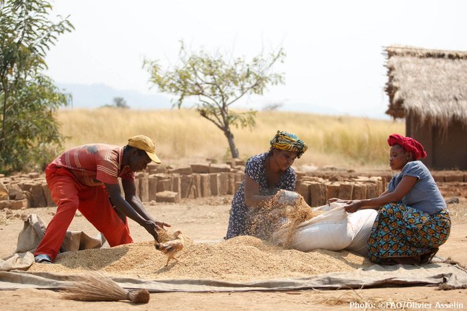 FAO sees increase for global cereal output