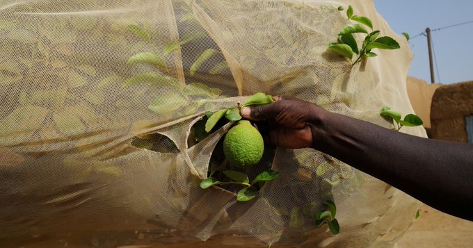 Africa: Urgency and benefits of climate adaptation for agriculture, food security