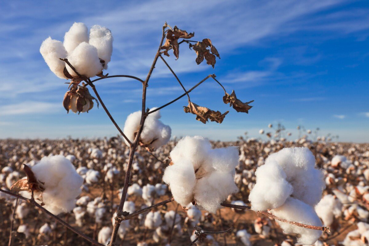 ITC Celebrates UN resolution on World Cotton Day
