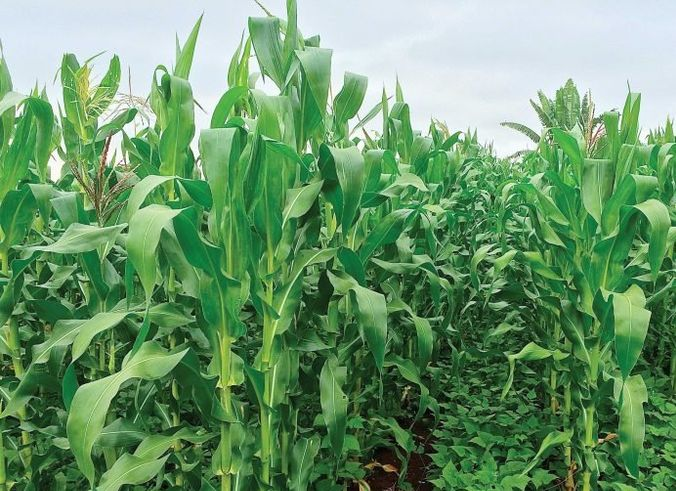 Adjusting Cover Crop Strategies to Adapt to Warming Climate