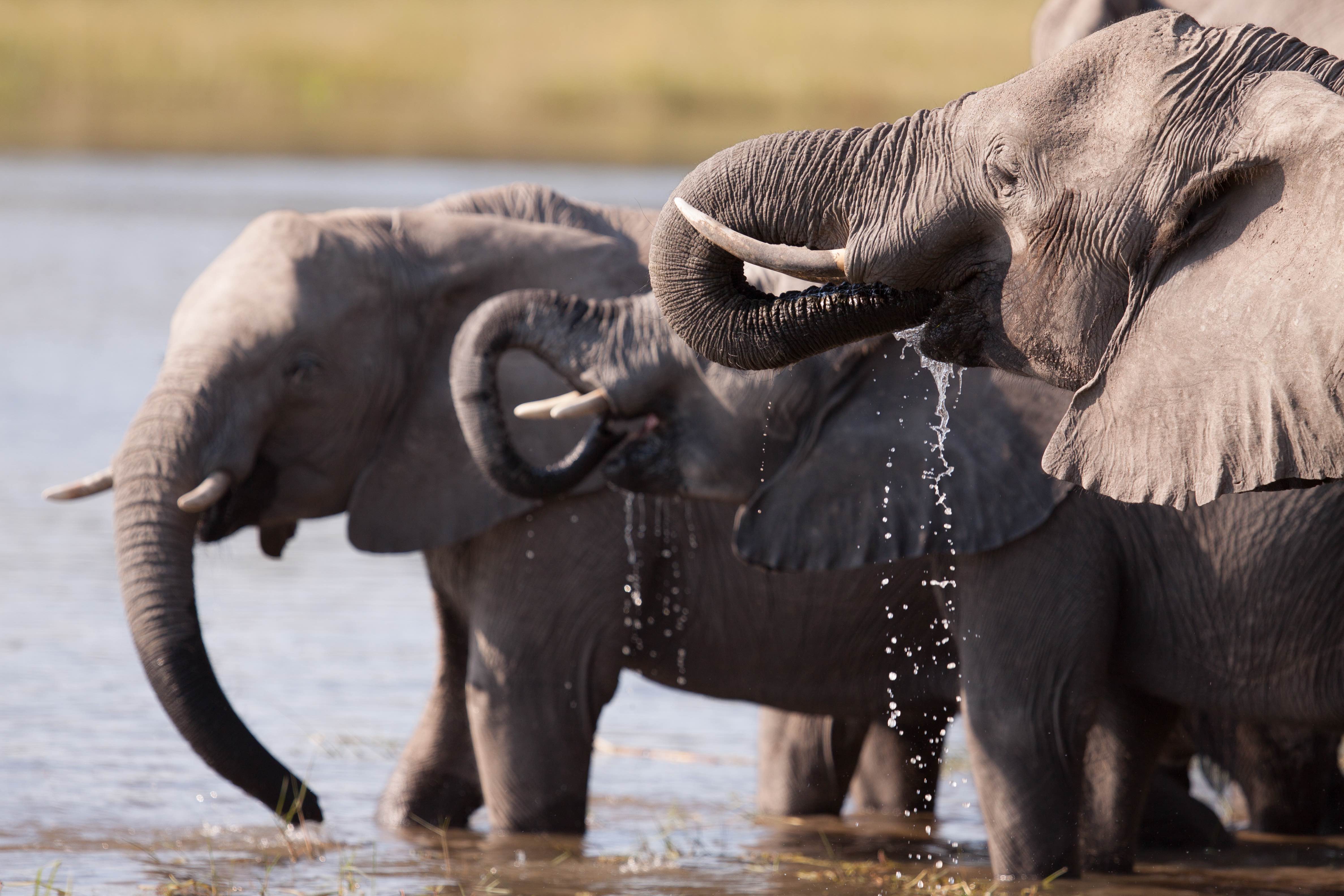 World Elephant Day stomps onto National Geographic Wild this August on DStv