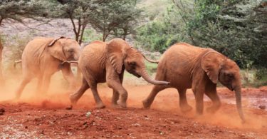 PESLawyers petition Parliament for wildlife trade transparency