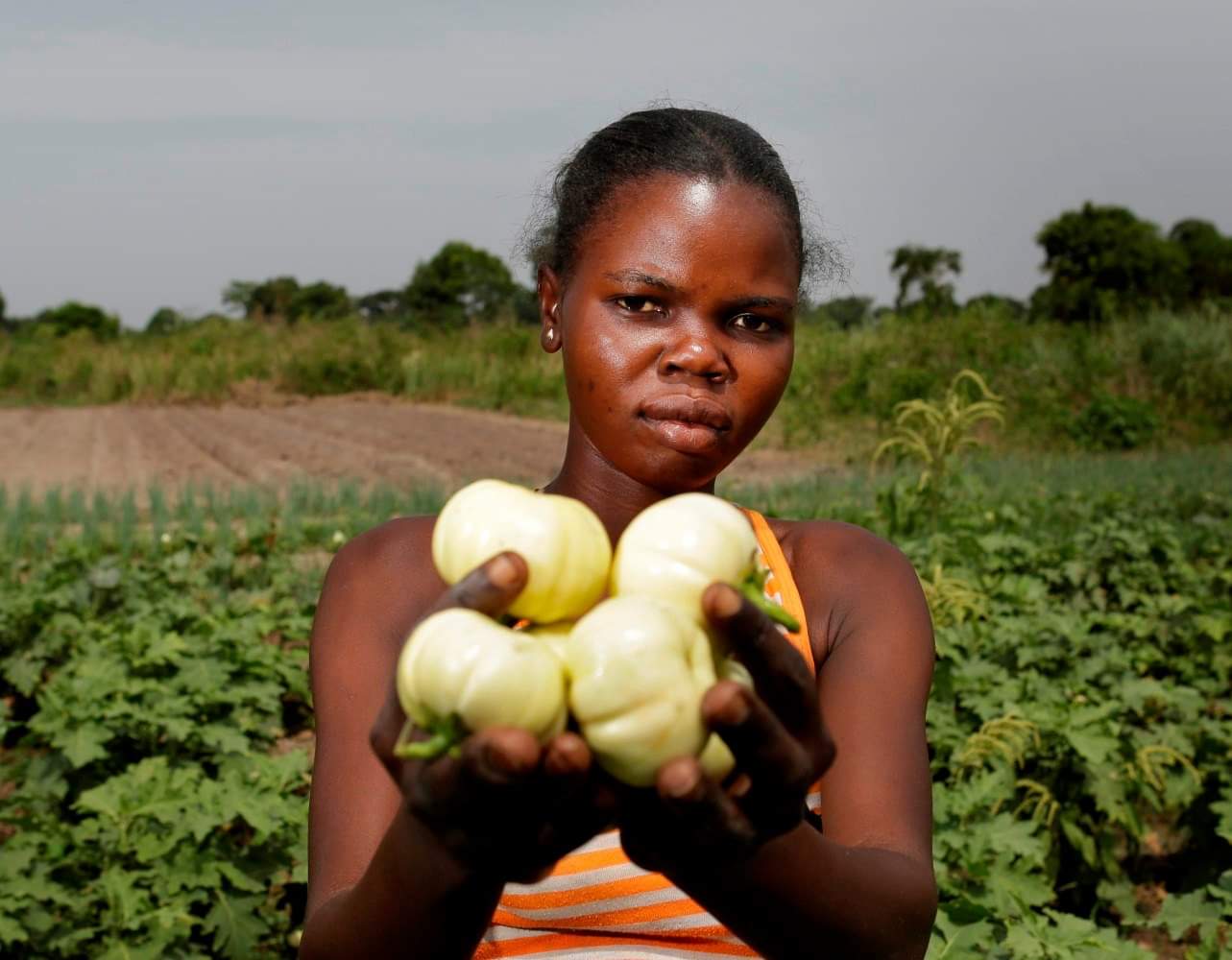 Switzerland, FAO hand over 14 rehabilitated irrigation schemes in Masvingo