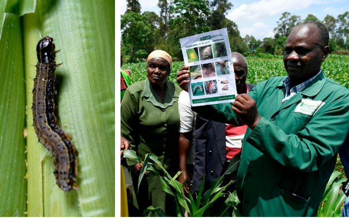 Coordinated Global Action Is the Best Way to Control the Fall Armyworm Pest
