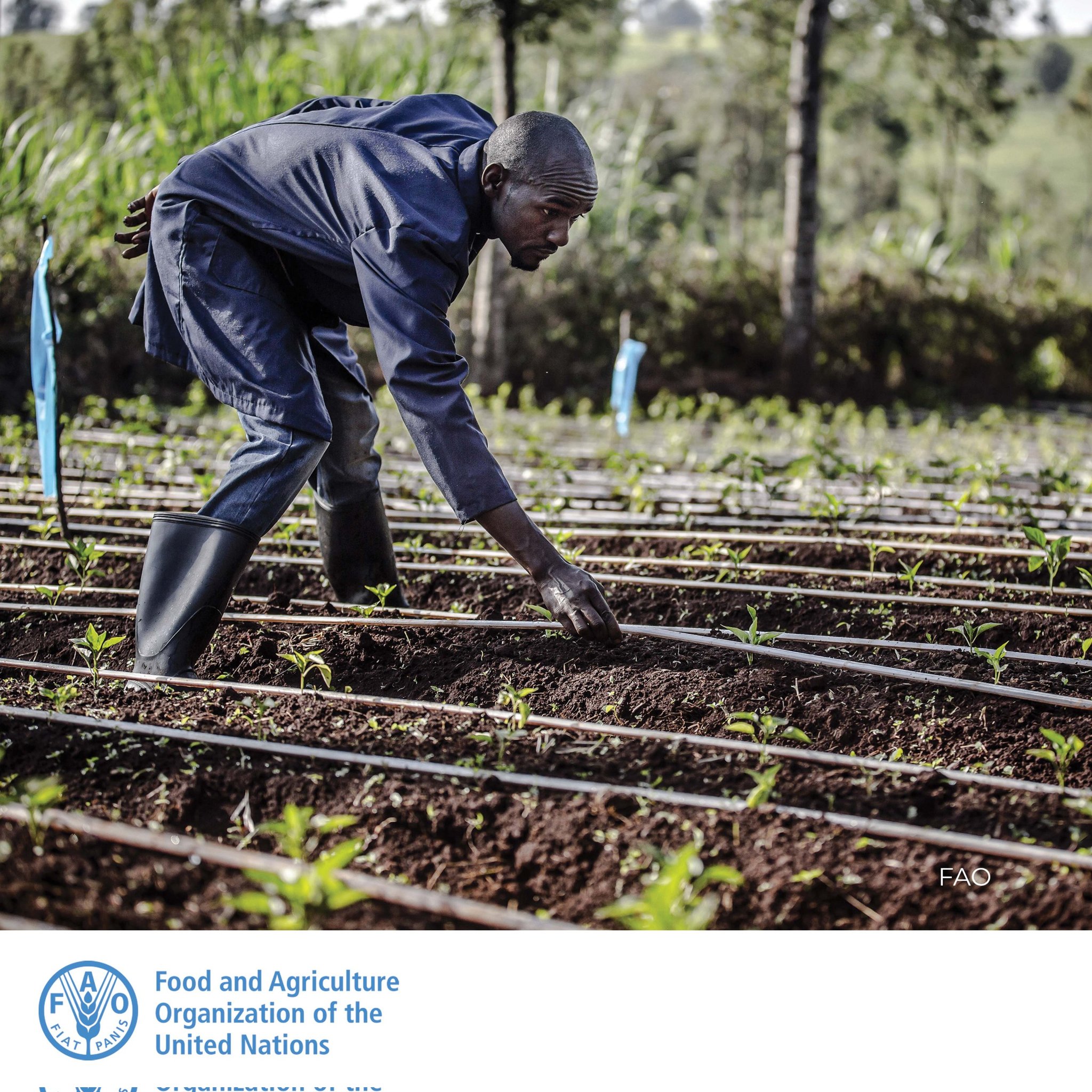 Africa has potential to achieve food security and sustainable development