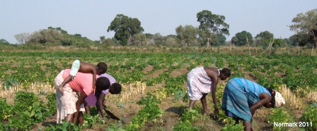 COVID-19: Southern Africa faces food insecurity, calls for solidarity gain momentum