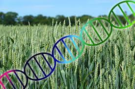 Report: Gene-edited crop seed adoption to surge