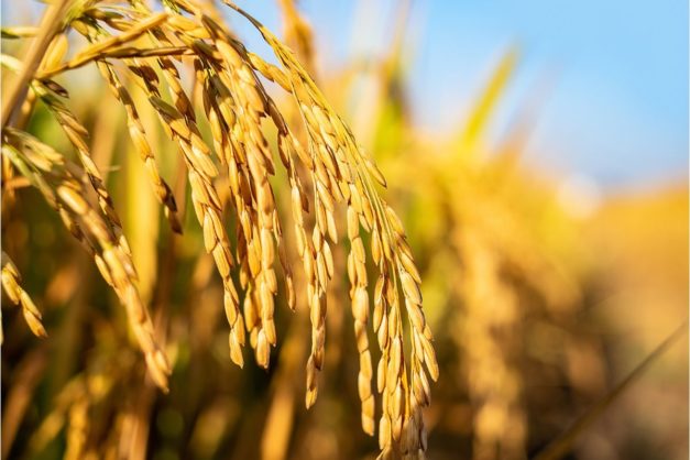 CGIAR initiative plants Golden Rice in Philippines