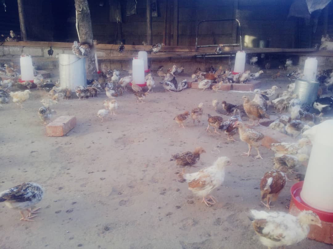 Local Poultry Group in Dire need of Land