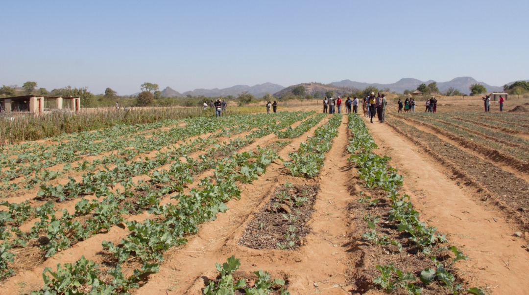 FAO, WFP programmes improving food security in drought-prone Masvingo Province
