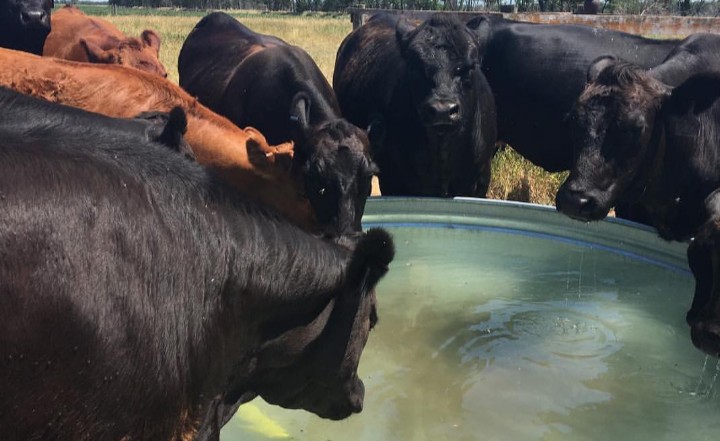 Livestock sharing borehole water with Shurugwi residents