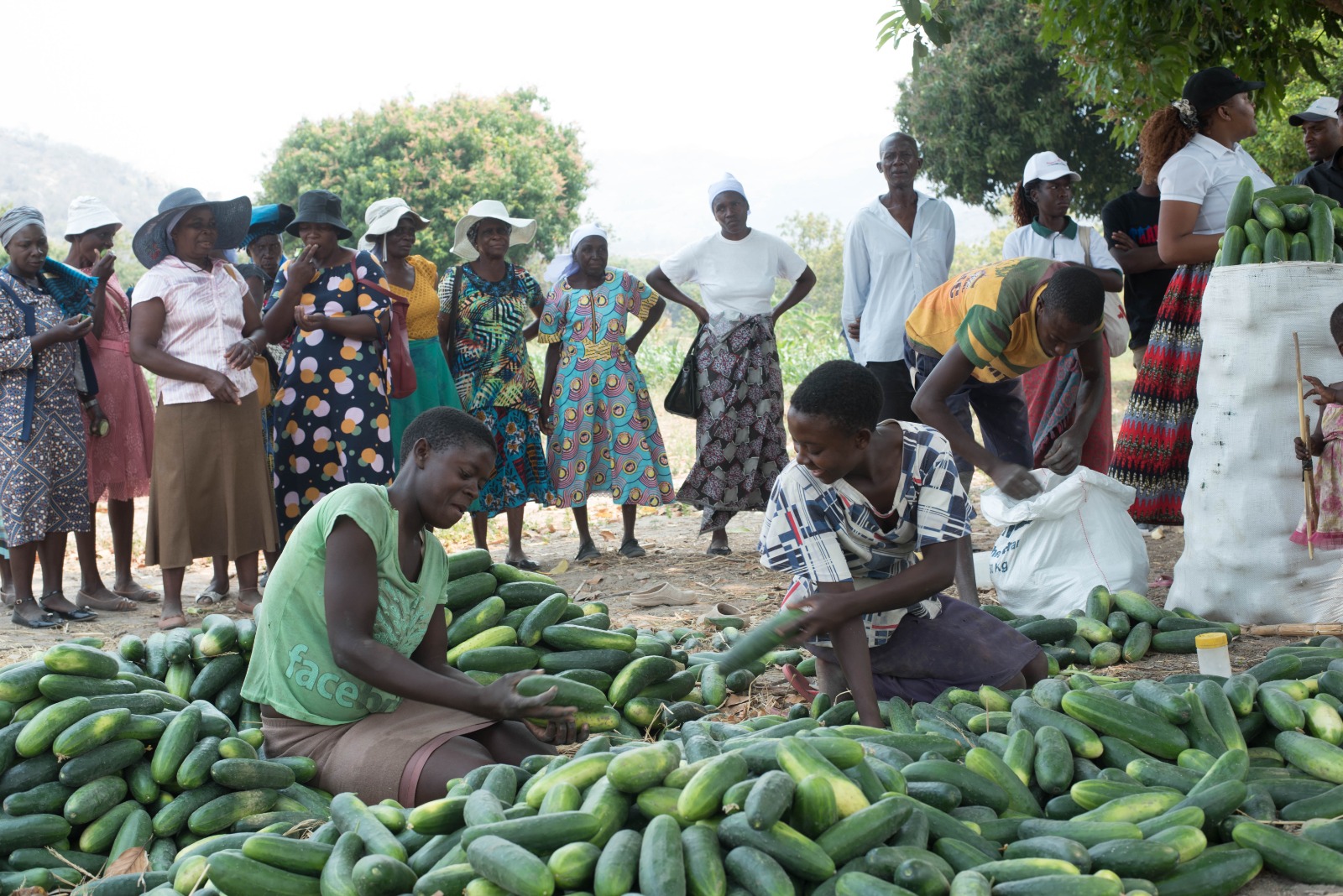 Empowering Farmers: A Step Towards Sustainable Agriculture in Mutoko District