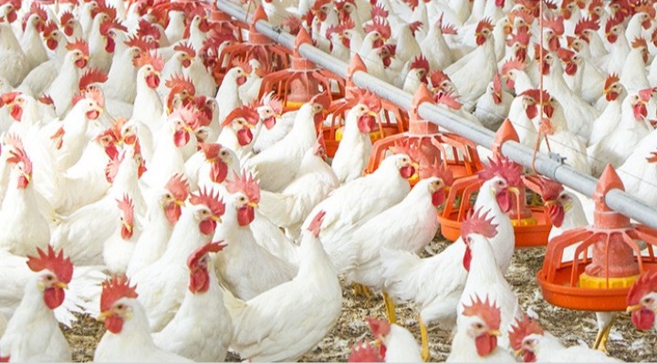 US$13,5 Million Poultry Programme for Provinces Set to be Launched