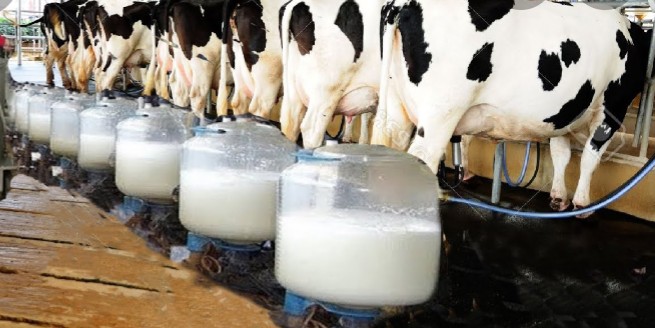 Dairy Industry Showing Recovery Signs