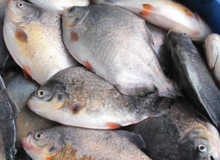 Fish Farmers Urged to Improve Productivity, Contribute to Industry’ Growth this 2022