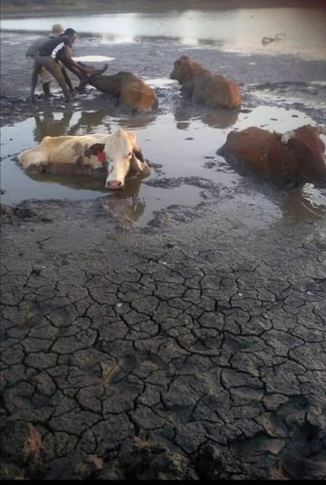 Drought claiming livestock in Matebeleland South