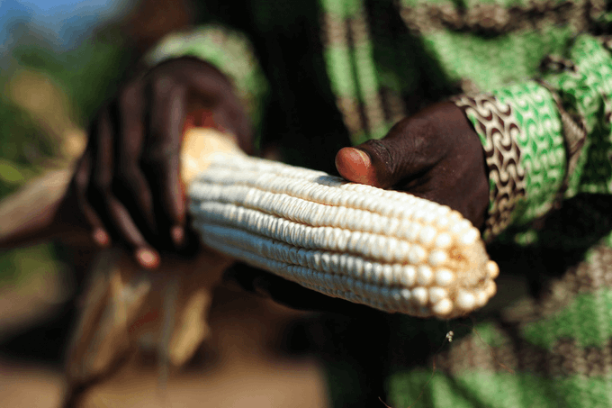 Only 7 African countries commercially grow genetically engineered crops