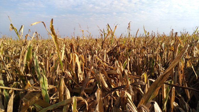 Plummeting ethanol production erodes global corn demand