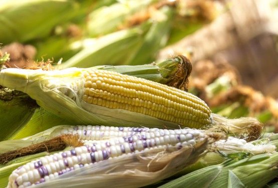 China Approves “Dozens” of Genetically Modified Corn, Soybean Varieties