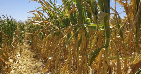 Tanzania unlikeliest saviour in SADC maize crunch