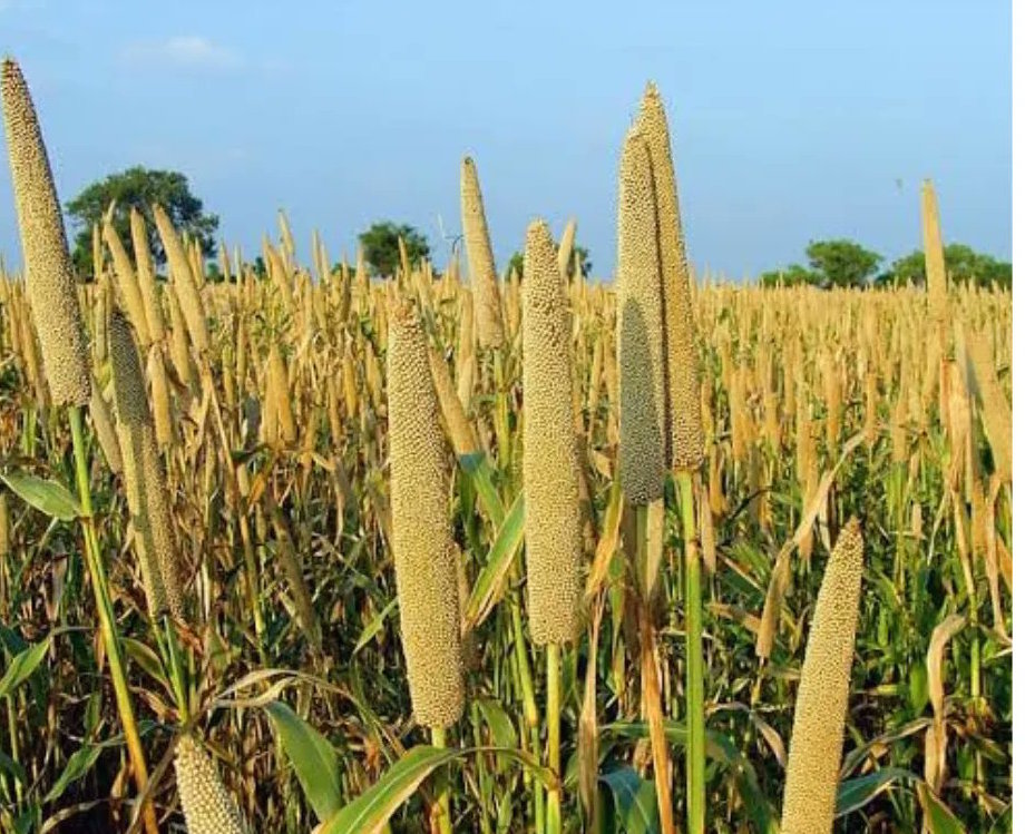 ‘Superfood’ millet may be arid regions’ answer to climate change