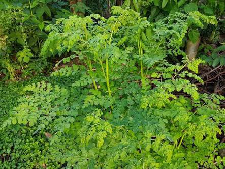 The 92 Nutrients and Antioxidants in Moringa
