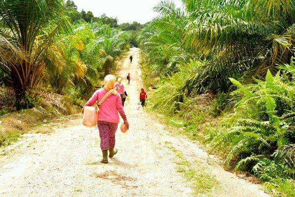 Sustainable palm oil, mind the smallholder gap!