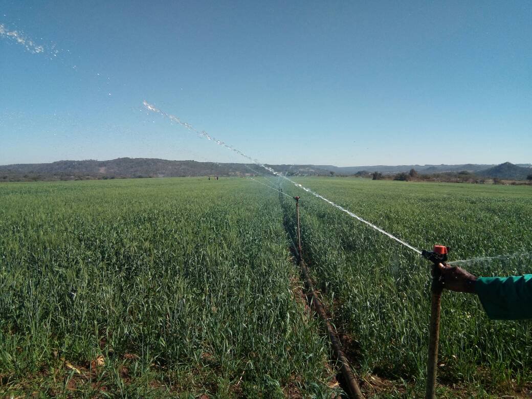 Researchers seek climate-resilient rice as part of USDA grant