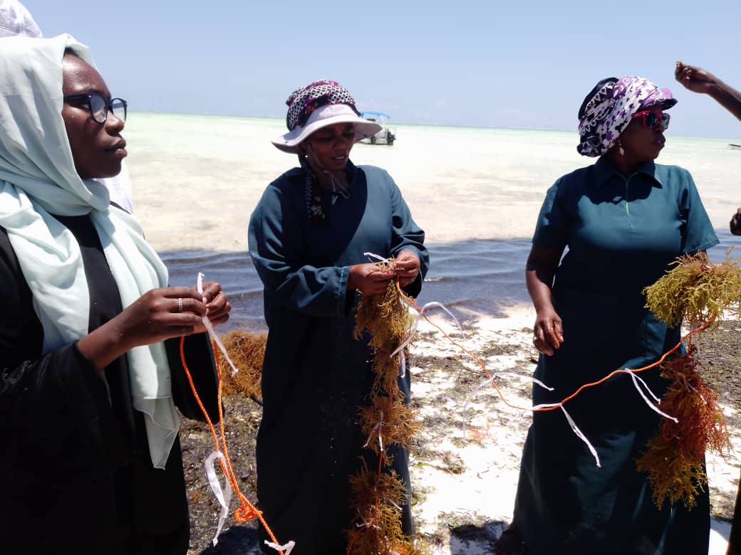 Harnessing the blue economy: Zanzibar women eke a living from seaweed
