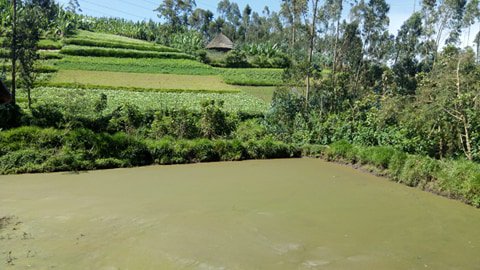 GCA helping Ethiopian smallholder farmers on climate risk adaptation, food security