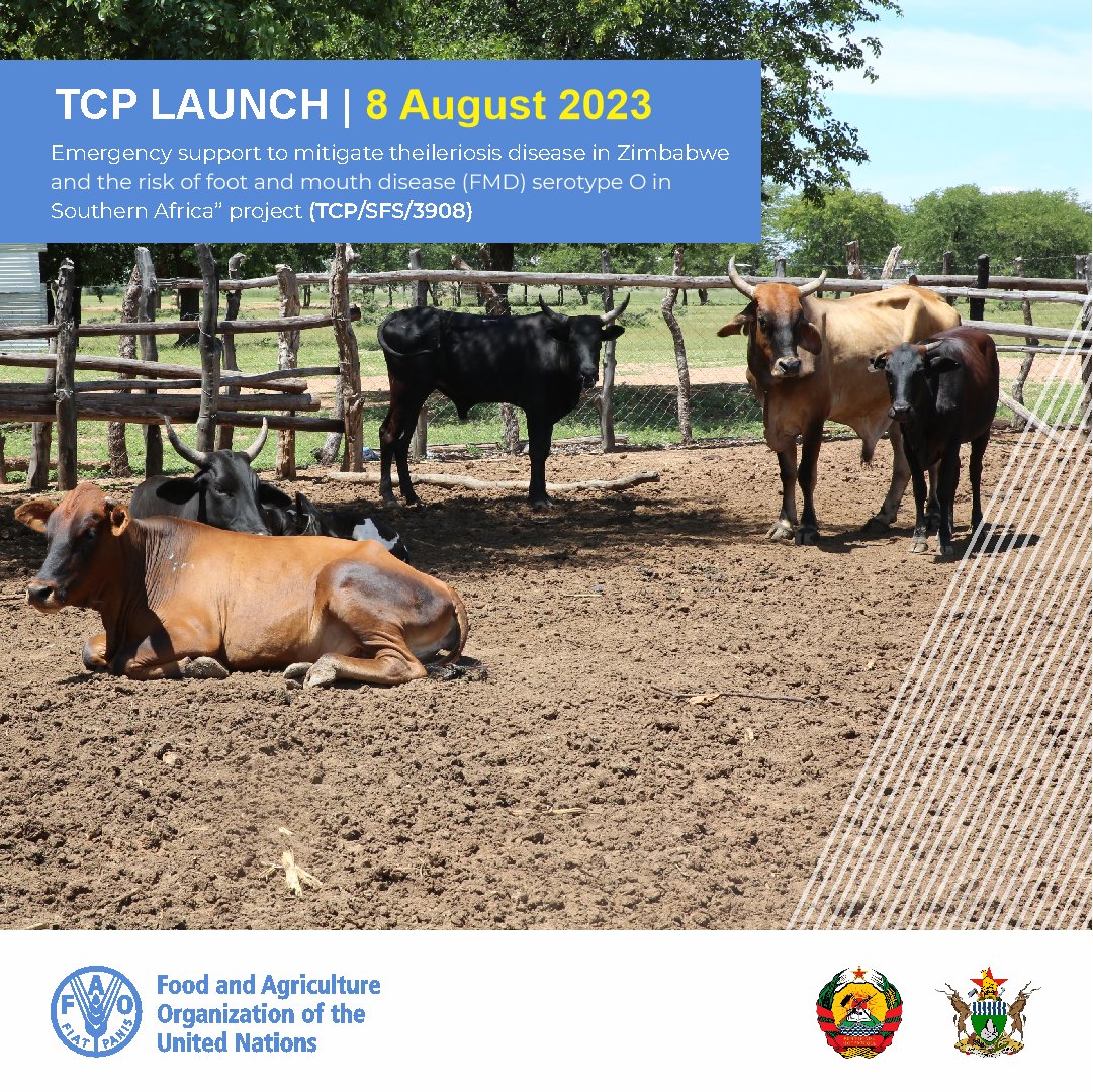 FAO partners veterinary services of Mozambique and Zimbabwe against foot-and-mouth disease