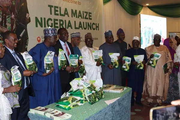 Nigeria Launches 4 TELA Maize Varieties To Enhance Food Security