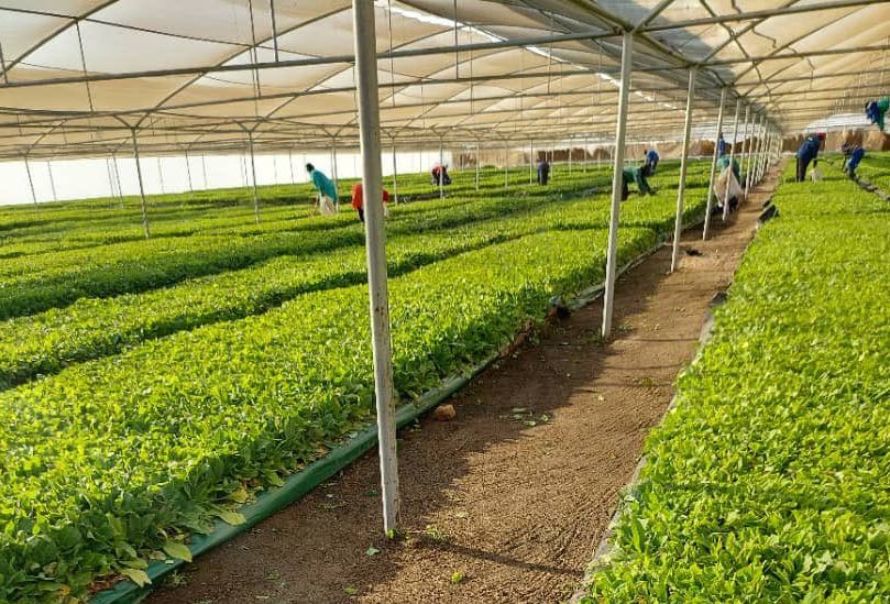 Farmers urged to destroy tobacco seedlings to prevent carryover of diseases and pests