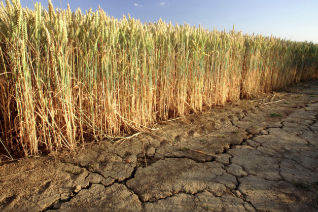 Climate change may hit wheat yield harder in developing countries