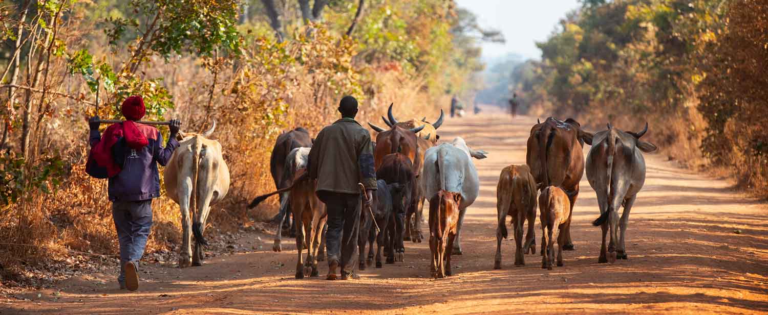 AfDB supports small livestock farmers in Zambia to adapt to climate change
