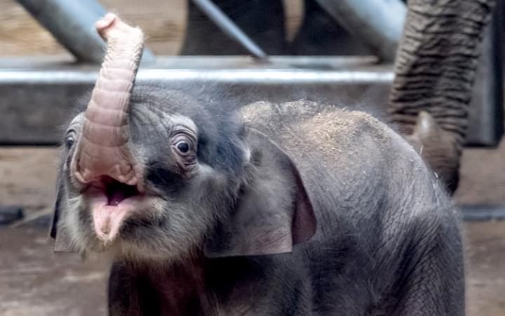 SOFA against sale of baby elephants to China