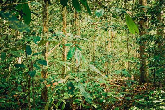 New Study Reveals Uniqueness of Naturally Occurring Mono-dominant Forests in Congo