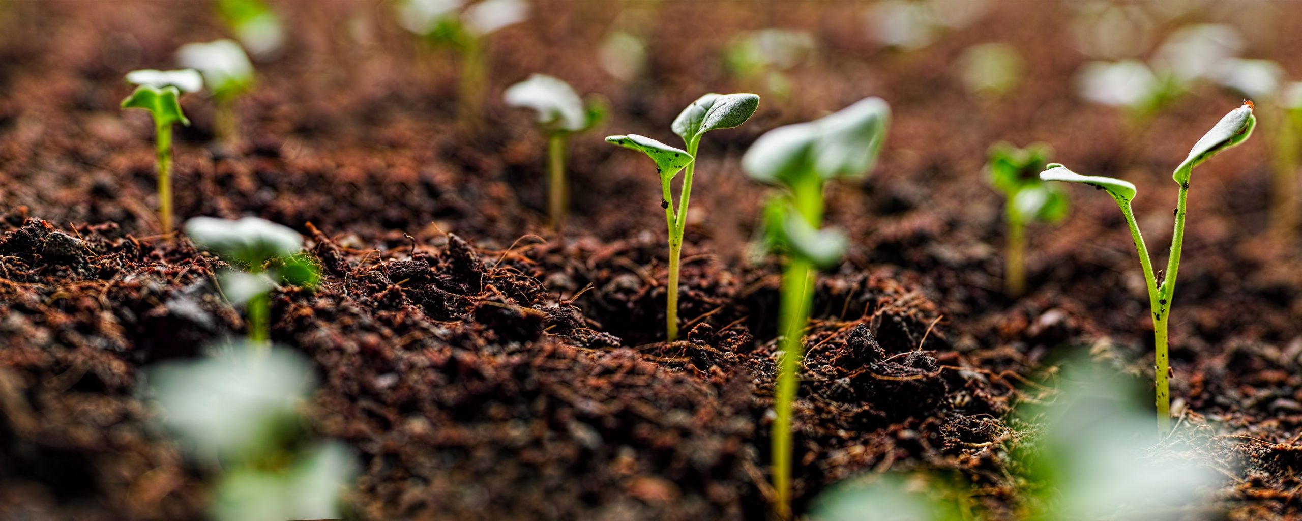 World’s soils ‘under great pressure’, says UN pollution report