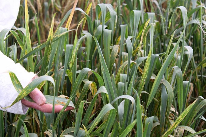 New Study Shows Climate Change May Increase the Spread of Plant Pathogens