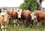 TN Reopens ‘cattle bank’ with RTGS$25m